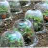 10pcs/set 10" GrowAway Reusable Plastic Greenhouse