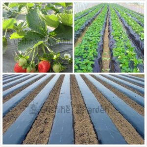 Black Agricultural Shade Film Strawberry